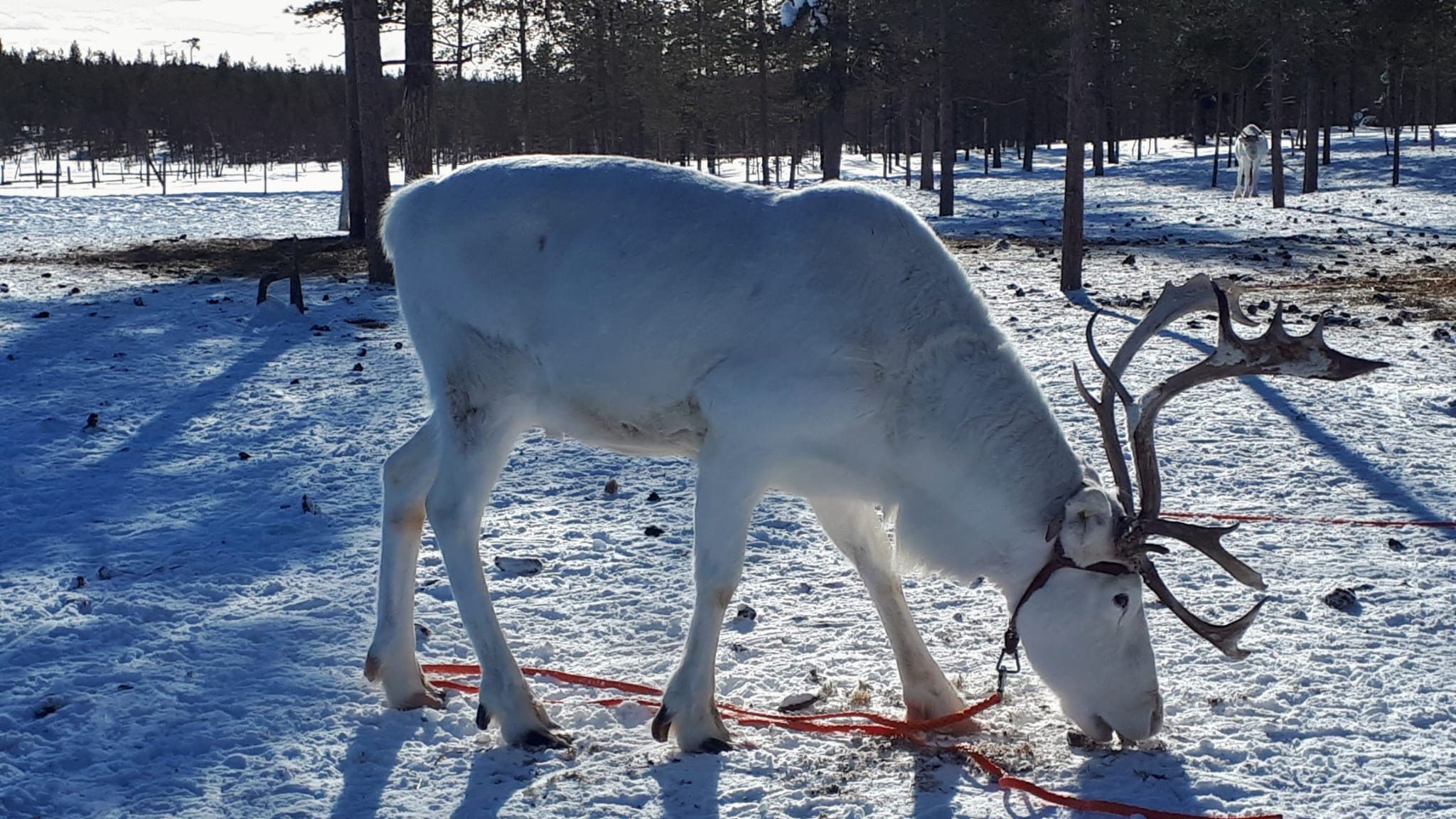 Odoo CMS - una imagen grande